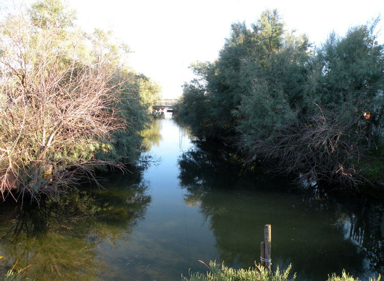 Hydrobia sp dalle Saline di Cervia